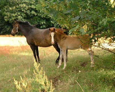 Peper Harow Horse & Foal